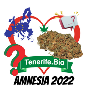 Amnesia CBD