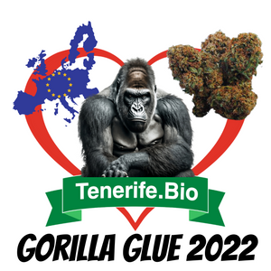 Gorila Glue 2022
