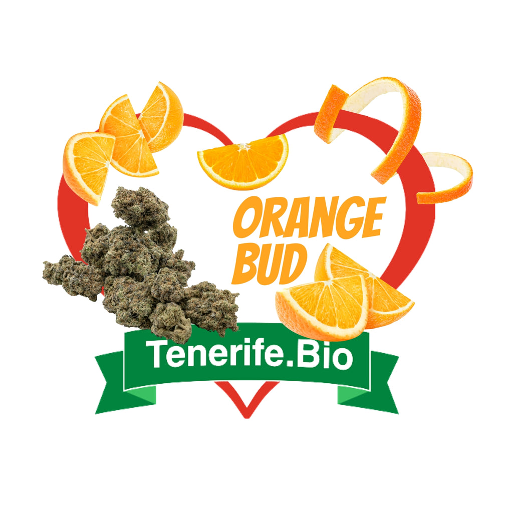 Orange Bud