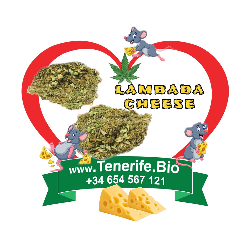 Lambada Cheese