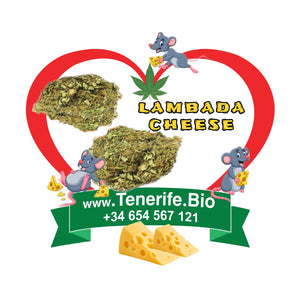 Lambada Cheese